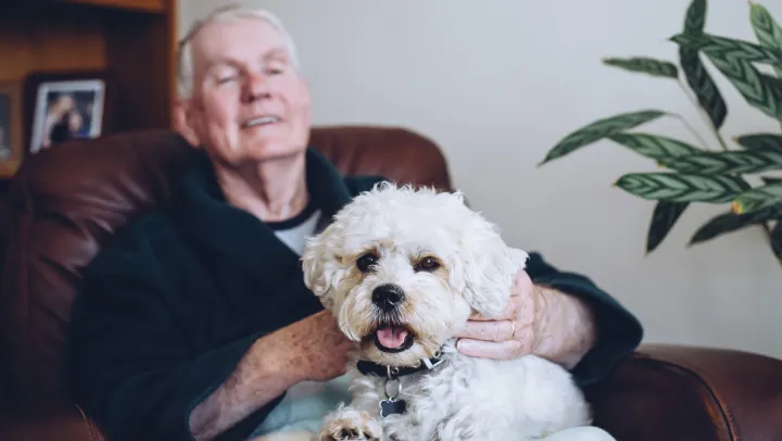 small dog on elderly man lap
